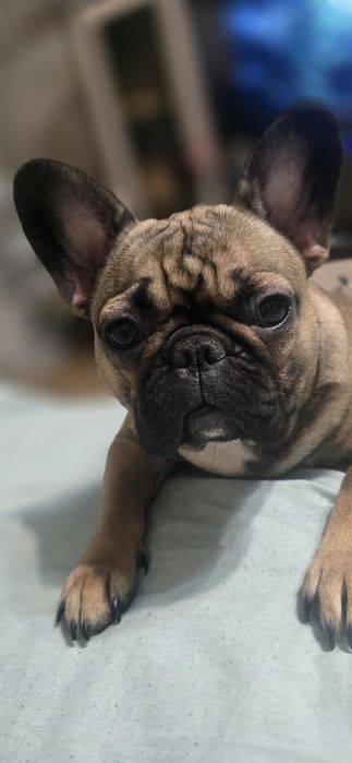 Девочка французского бульдога ищет жениха.