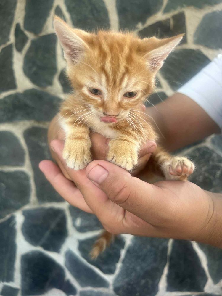 Подарявам котета