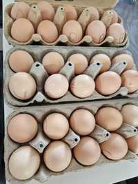 Oua pentru incubat