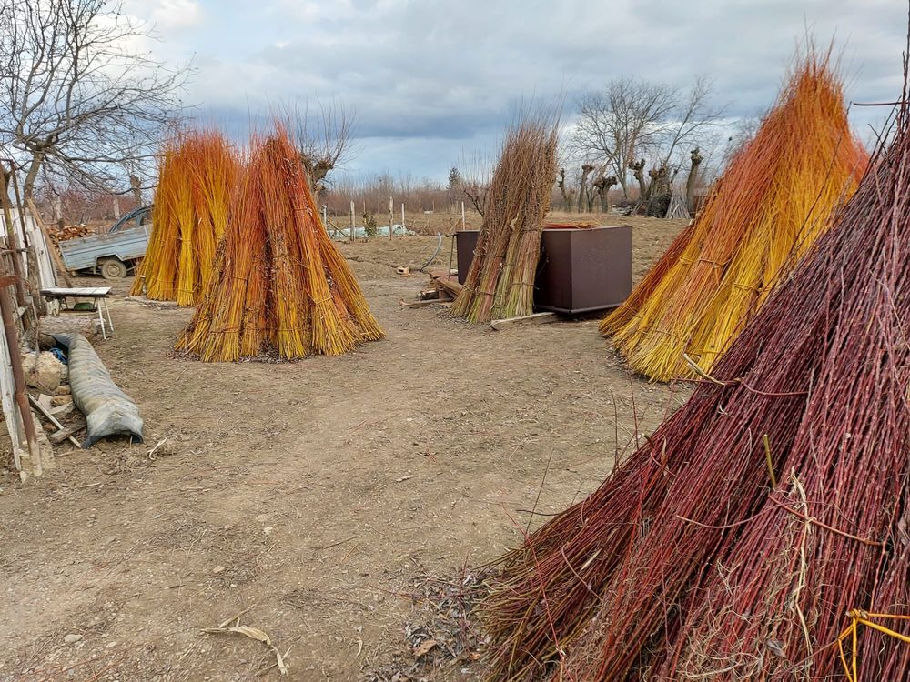 Nuiele/mlaja din rachita (Willow Branches) Suraia