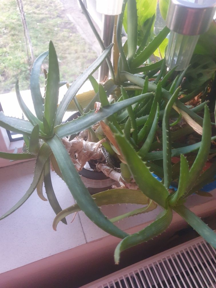 Aloe Vera . Mari ,mici