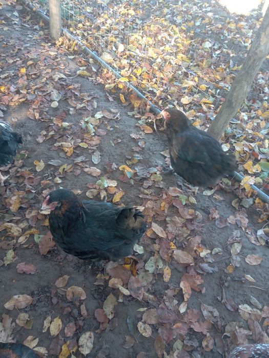 De vânzare gaini marans negru arămiu
