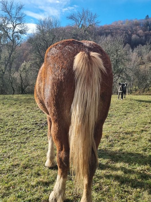 Manza de 2 ani jumătate