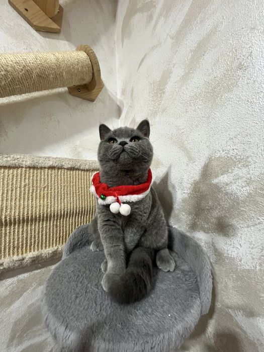 British shorthair blue baietel 5 luni