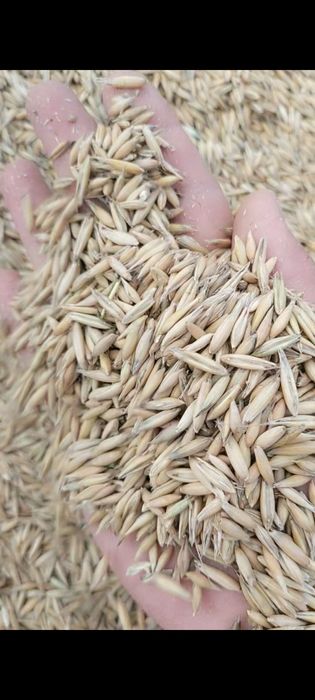 Овёс-2025г урожай