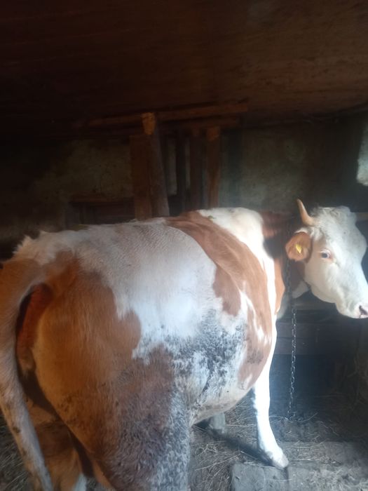 Vaca de vanzare gestanta in 5 luni,sevinde