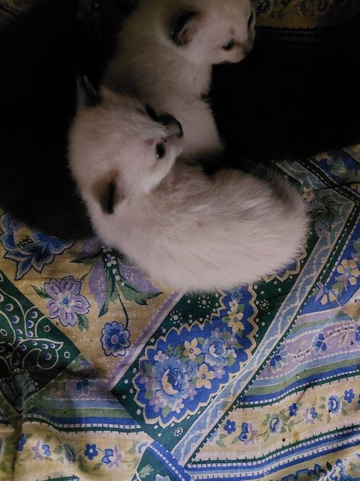Отдам котят в добрые ручки