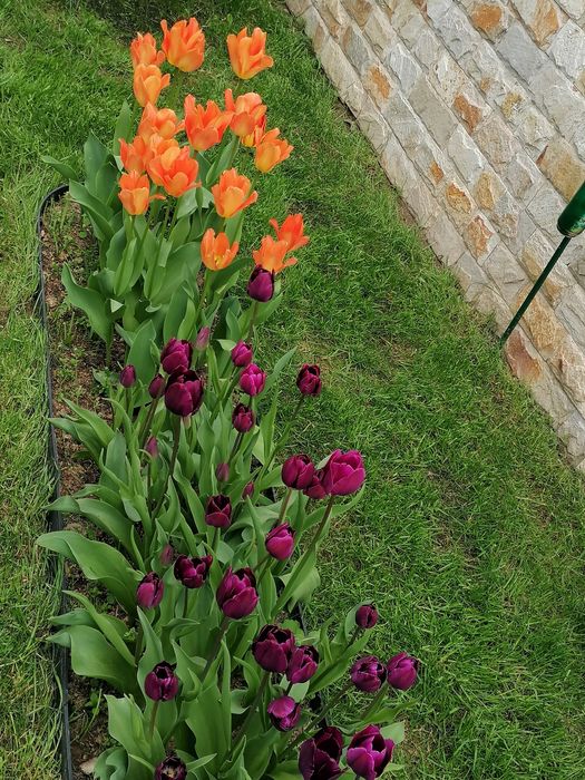 Лалета луковици различни цветове