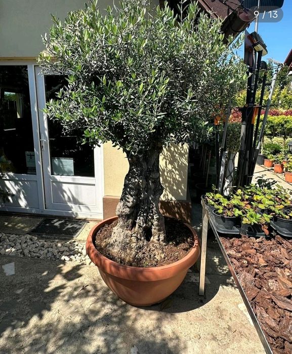 Plante exotice. Palmieri Trachycarpus Fortunei, maslin secular, bonsai