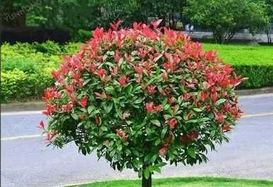 Фотиня — Photinia