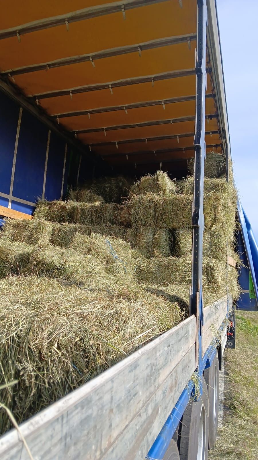 Lucerna sau Nutret semanat.Cate 500dr sau 40 Baloti rotunzi.La TIR>RO