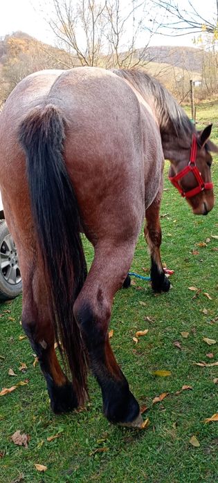 Vanz manza de doi ani