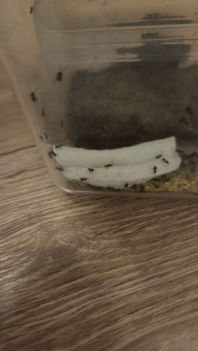 Gryllus bimaculatus-greieri