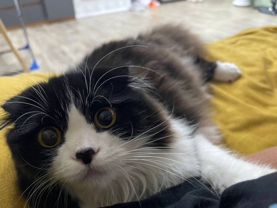 Веслоухая кошечка ищет дом