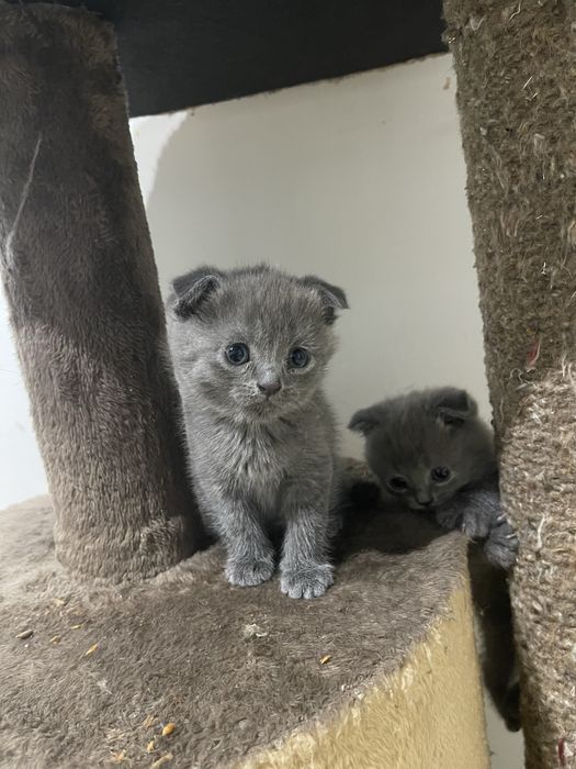 Продаются котята скотиш фолд и страйт