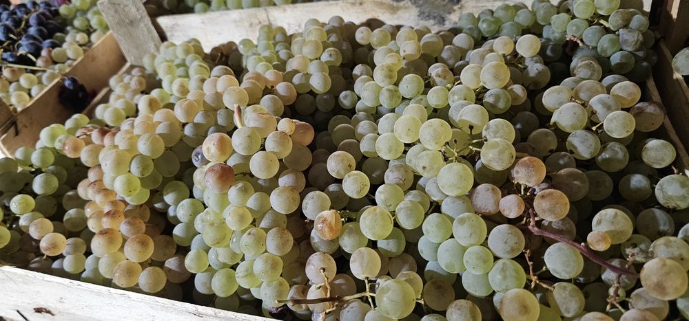 Vand struguri de masa de pe camera frigorifica