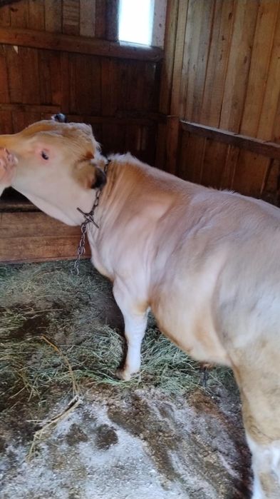 Vand doi vitei si o vitica