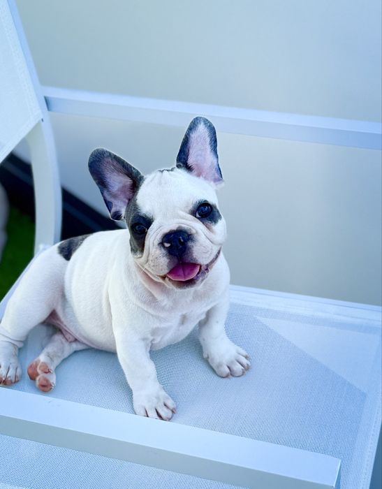 Bulldog Francez Luxurious Frenchie House