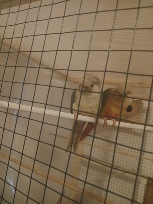 Pereche papagali pyrhurra molinae cu test ADN