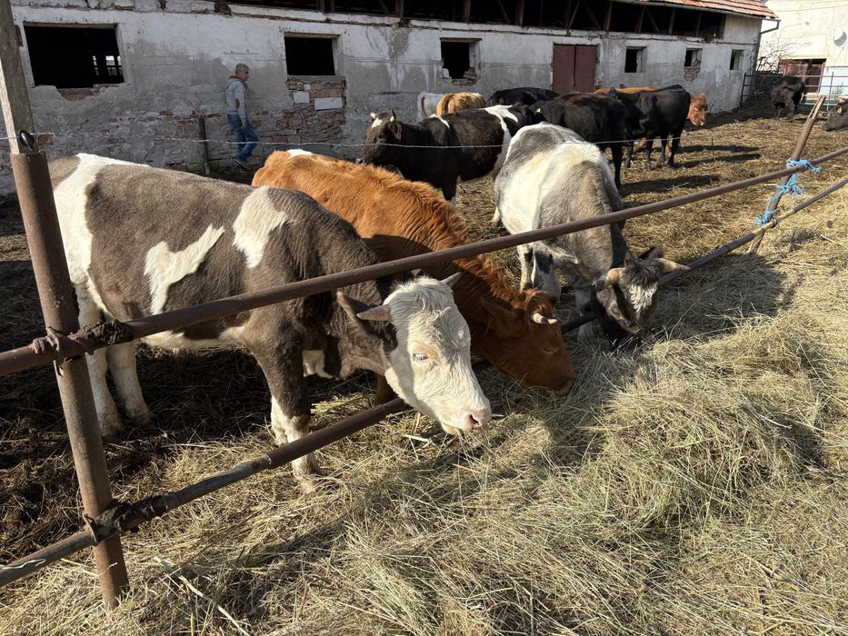 de vanzare vaci tinere si tauri