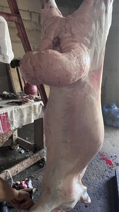 Продам Баран бараны кой токты Қой тоқты