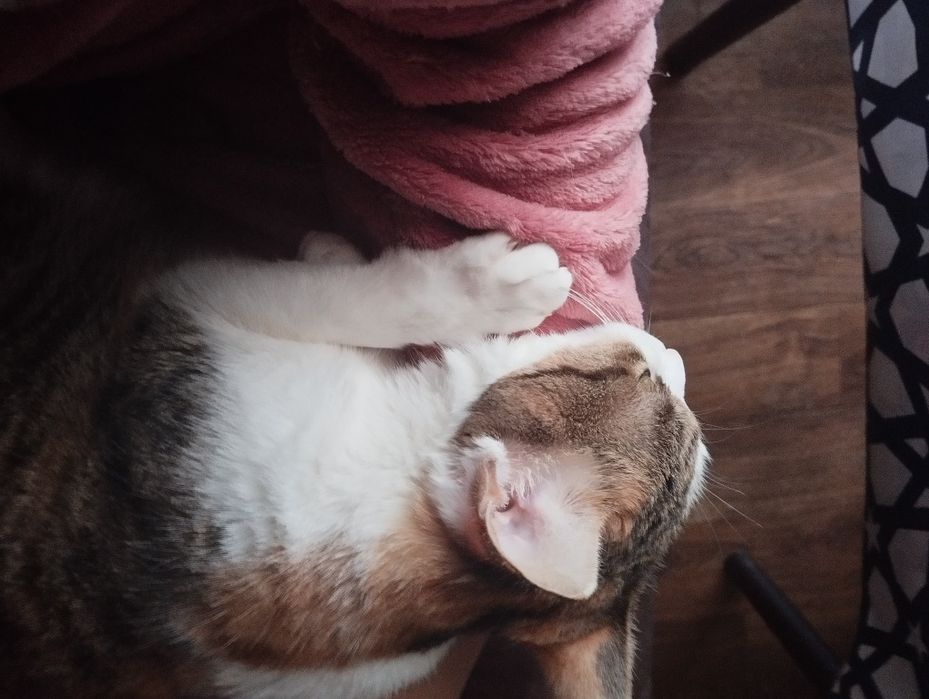 отдам кошку в добрые руки