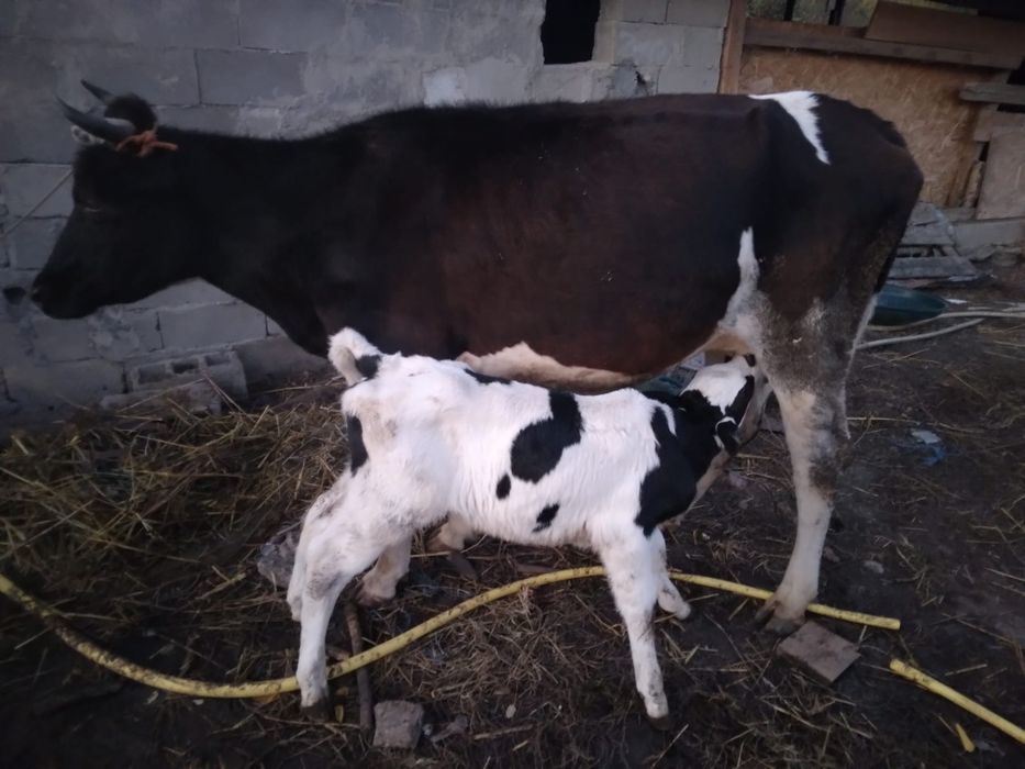 Vaca prima fătare cu vițel de 3 săptămâni