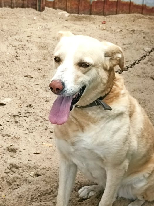 Отдам собаку в очень добрые руки