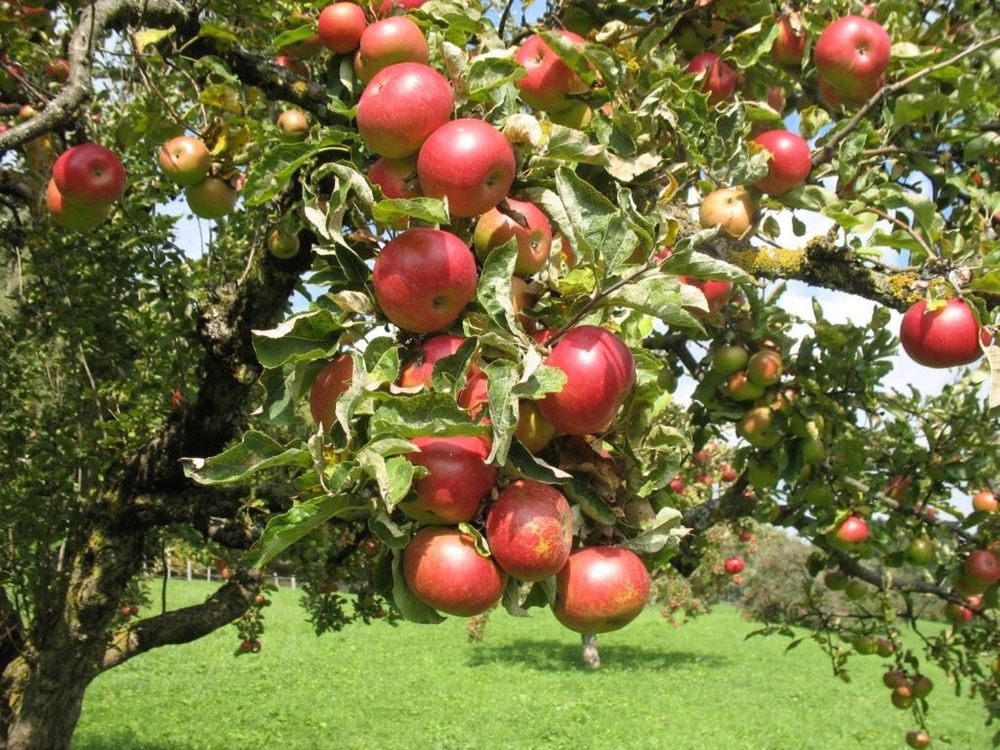 Плодовые деревья саженцы яблони,груши,персика,черешни, смородина итд