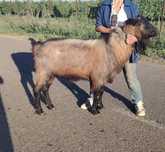 Vând Țap Alpin Francez de montă 100kg