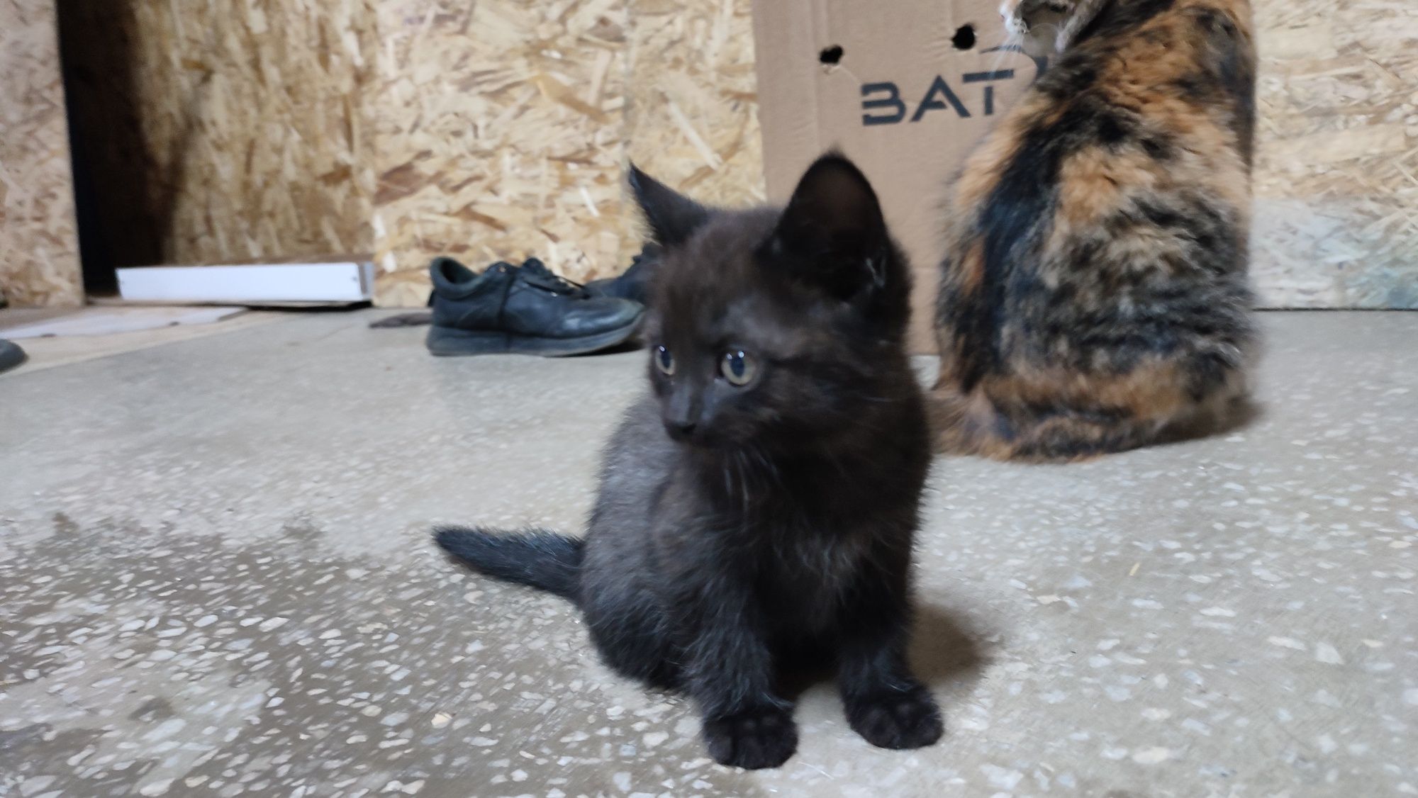Котёнок бесплатно