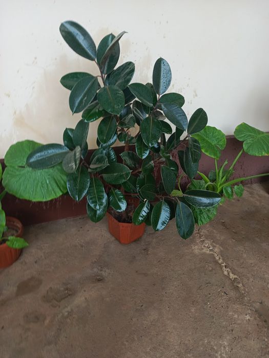 Комнатные  растения