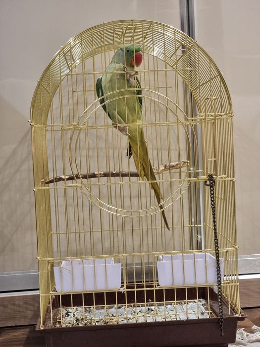 Продам Александрийского попугая