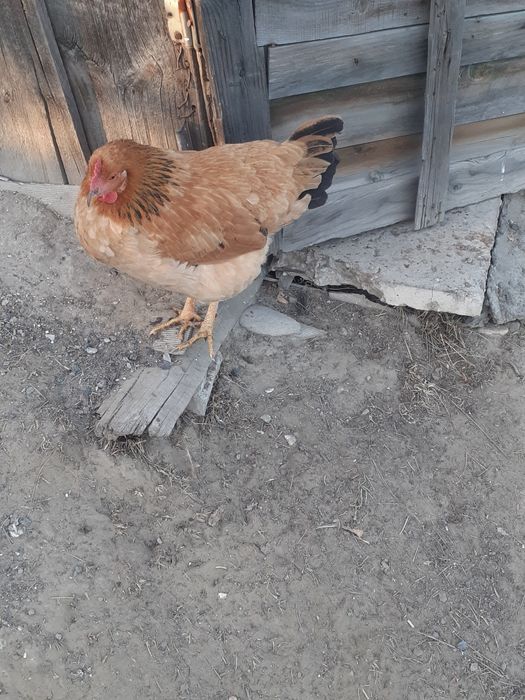 Срочно продам куры разных парод