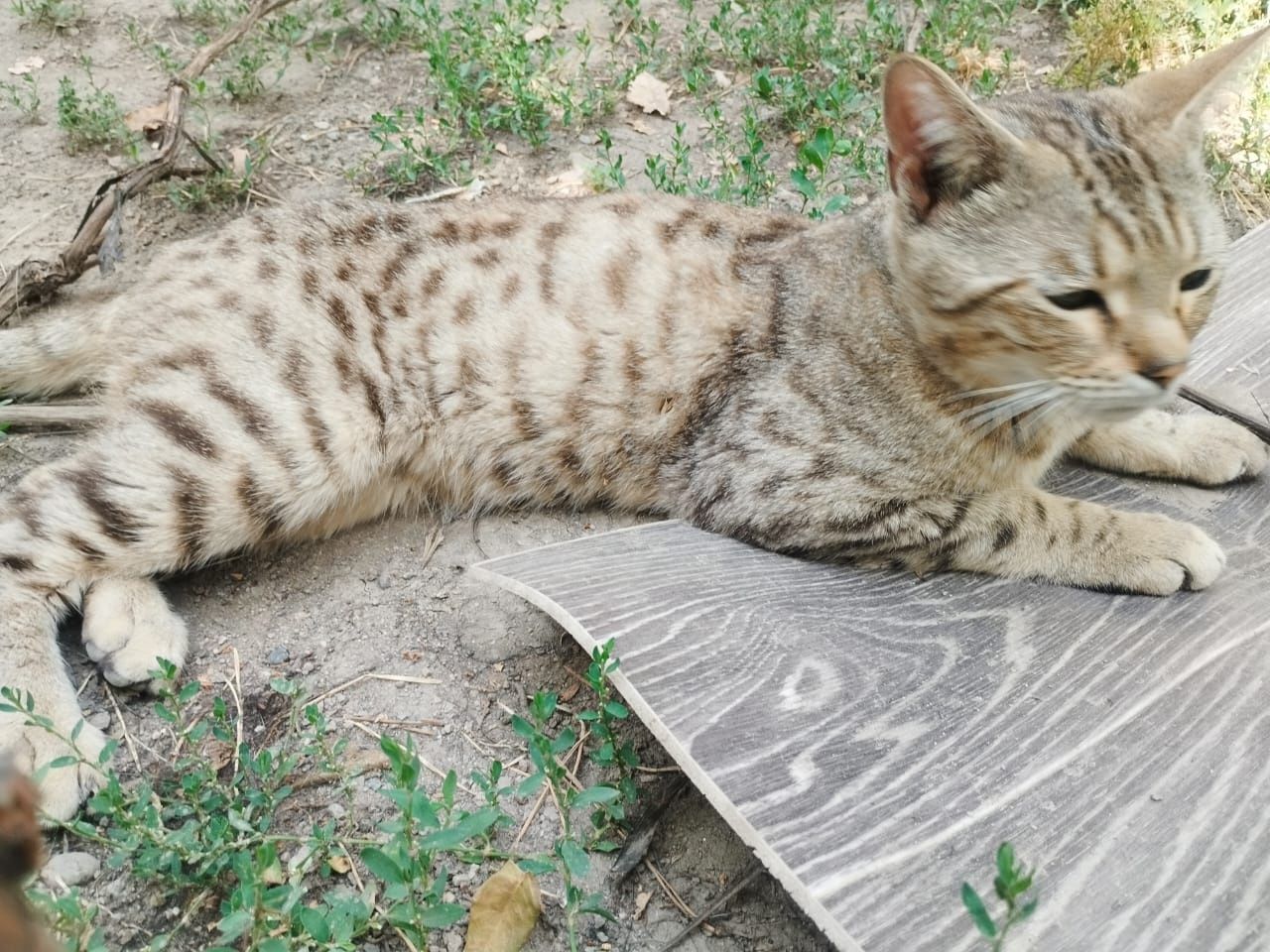 Кот в добрые руки