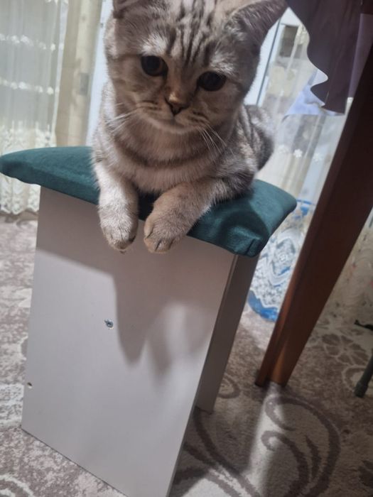 Шотланский мысык
