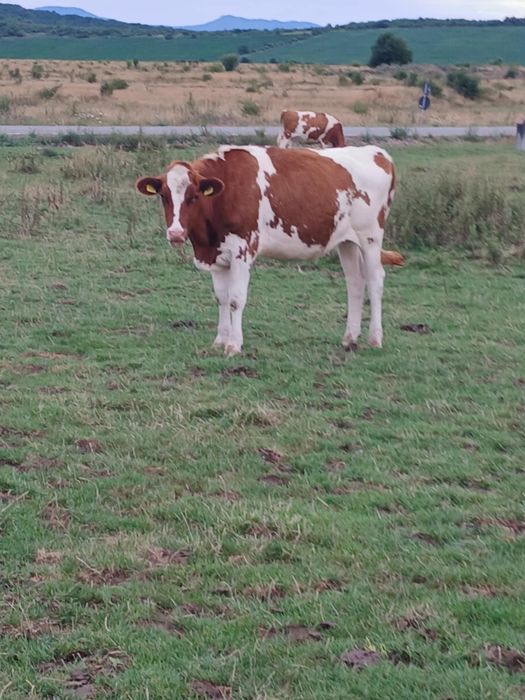 Vând junincă gestantă în 2 luni