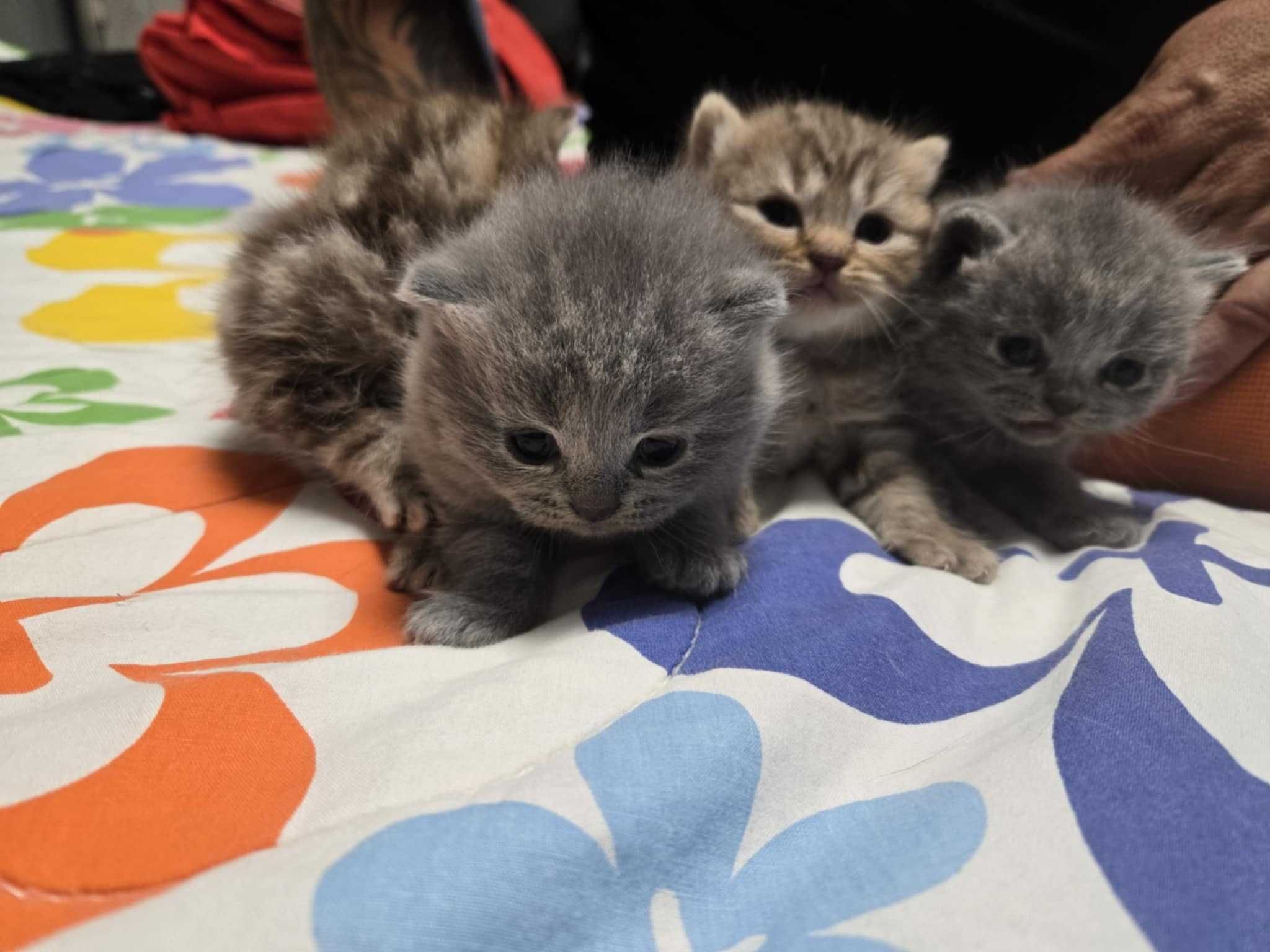 Британска котка,Британски котета