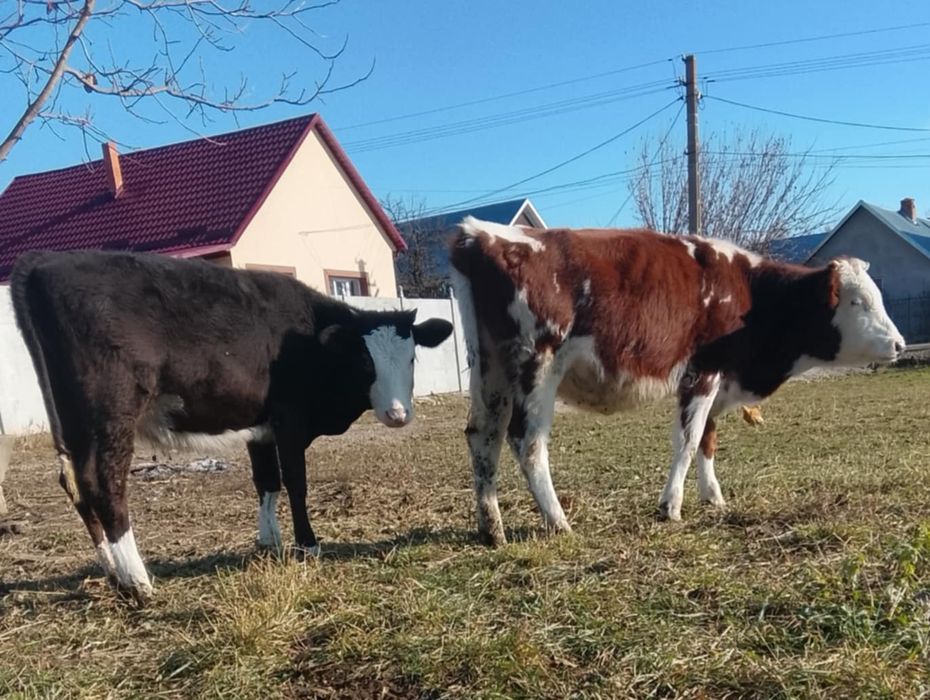 Vând vițel mai multe detalii la telefon