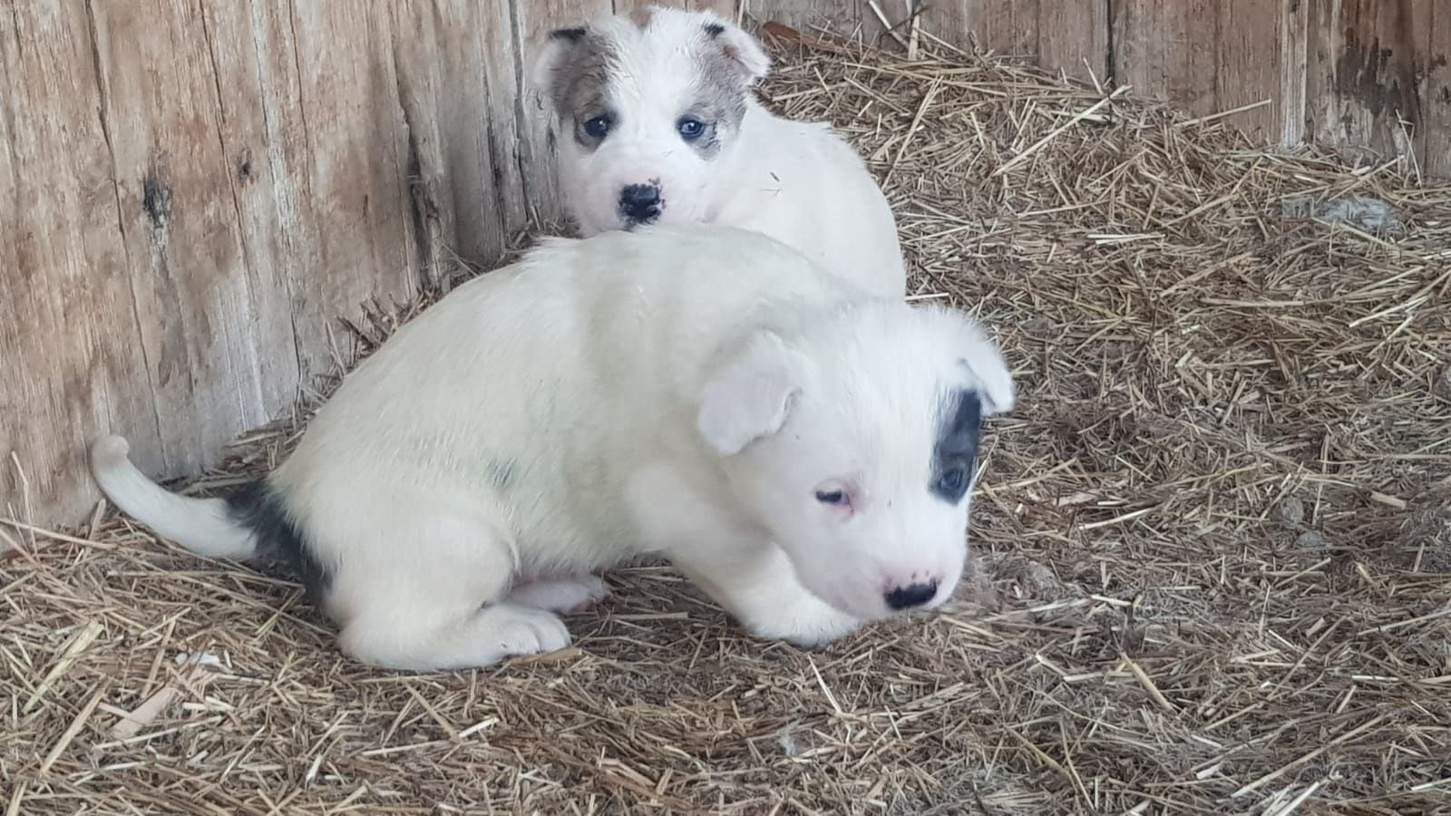 Алабай кушік 1 ай