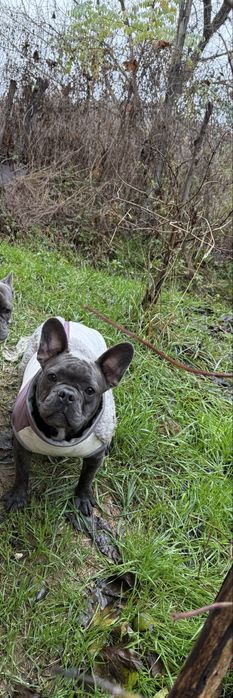 Catelusa bulldog francez blue cu pedigree