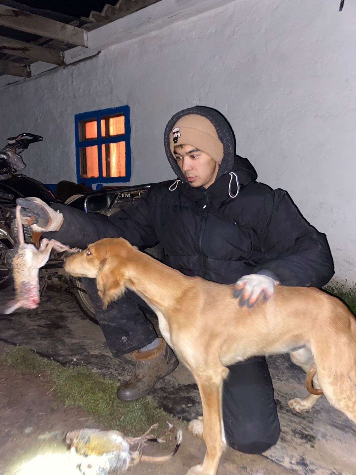 Продам щенка тазы