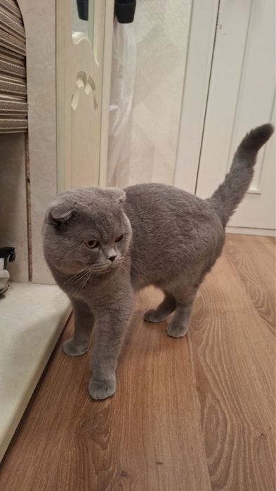 Мушук сотилади! Шотландская вислоухая кошка