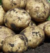 Продам картофель крупный 8 т