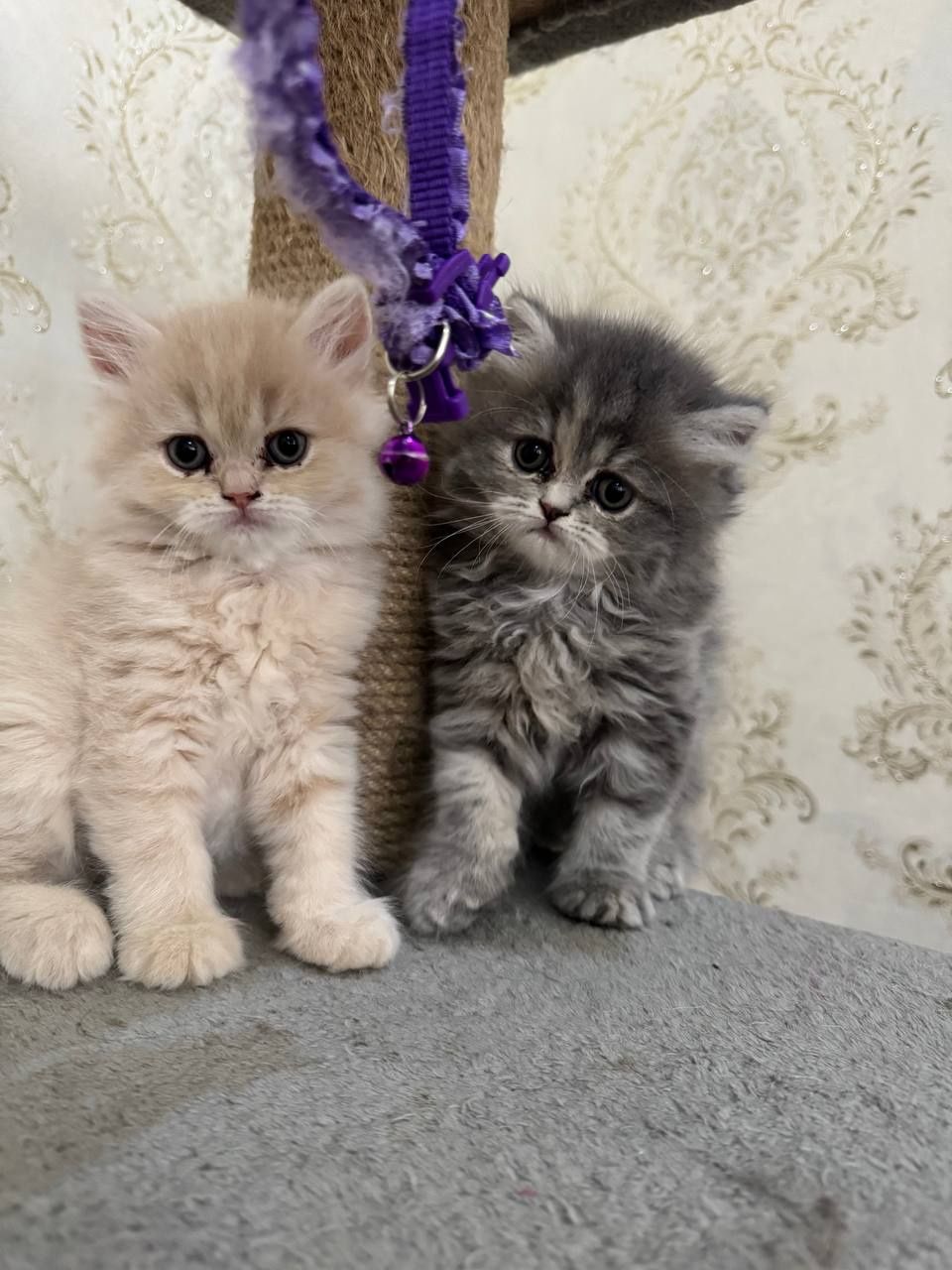 Продается котята