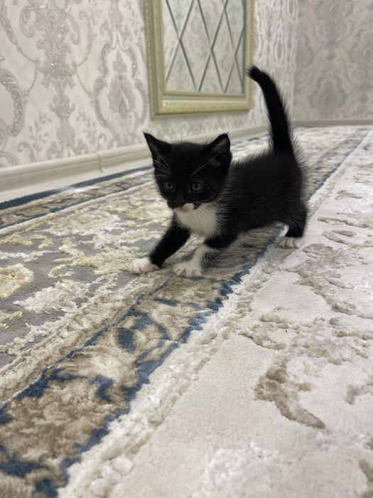 Скотиш страйт.      .