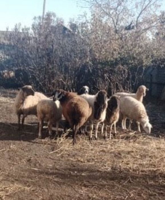 Продаётся овцы крупные овцематки, аналық қойлар сатылады