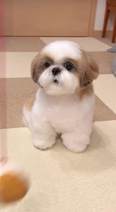 Cățel Shih-Tzu Mini Toy Rasa Pura cu Pedigree