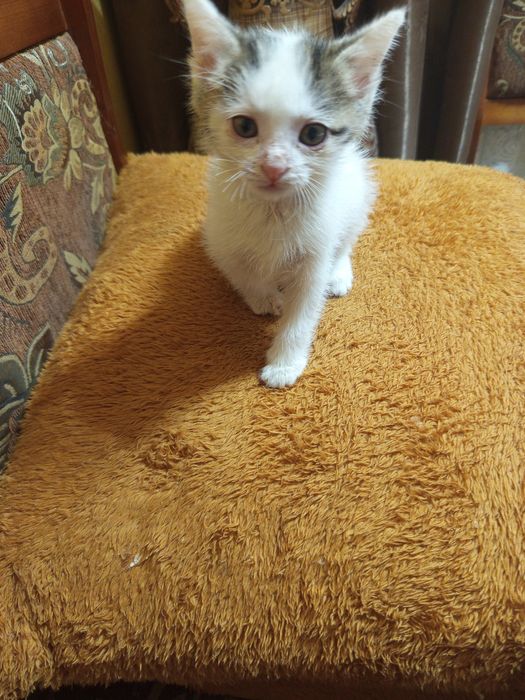 Отдам котят в хорошие руки