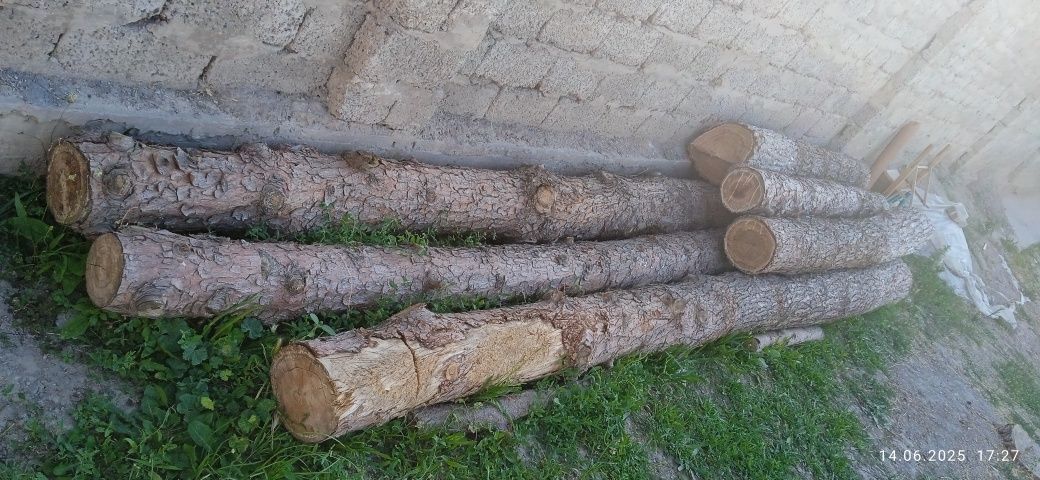 Сосна-арча тусинлари сотилади